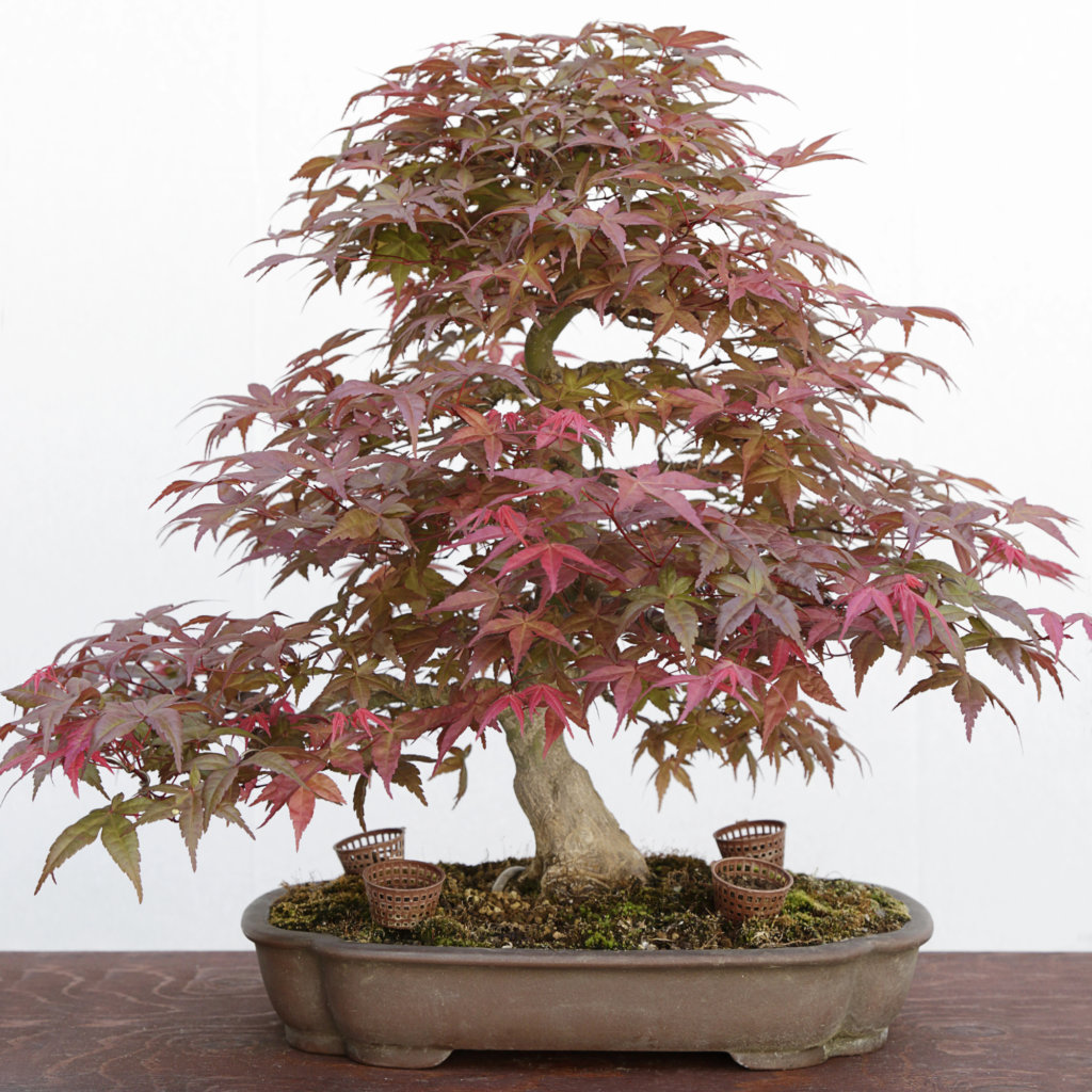 Acer palmatum (Japanese maple) Bonsai