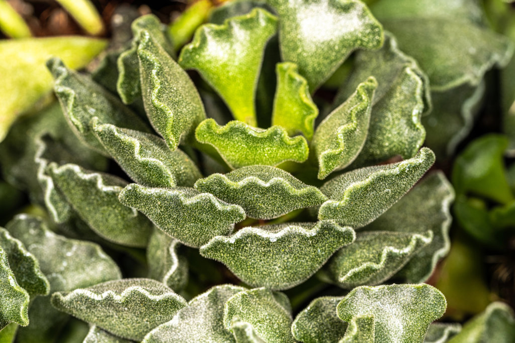 Adromischus Cristatus (Crinkle Leaf Plant)
