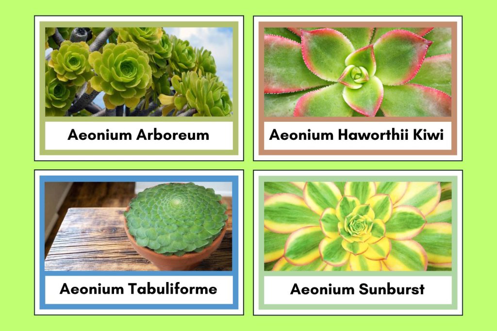 Aeonium Varieties