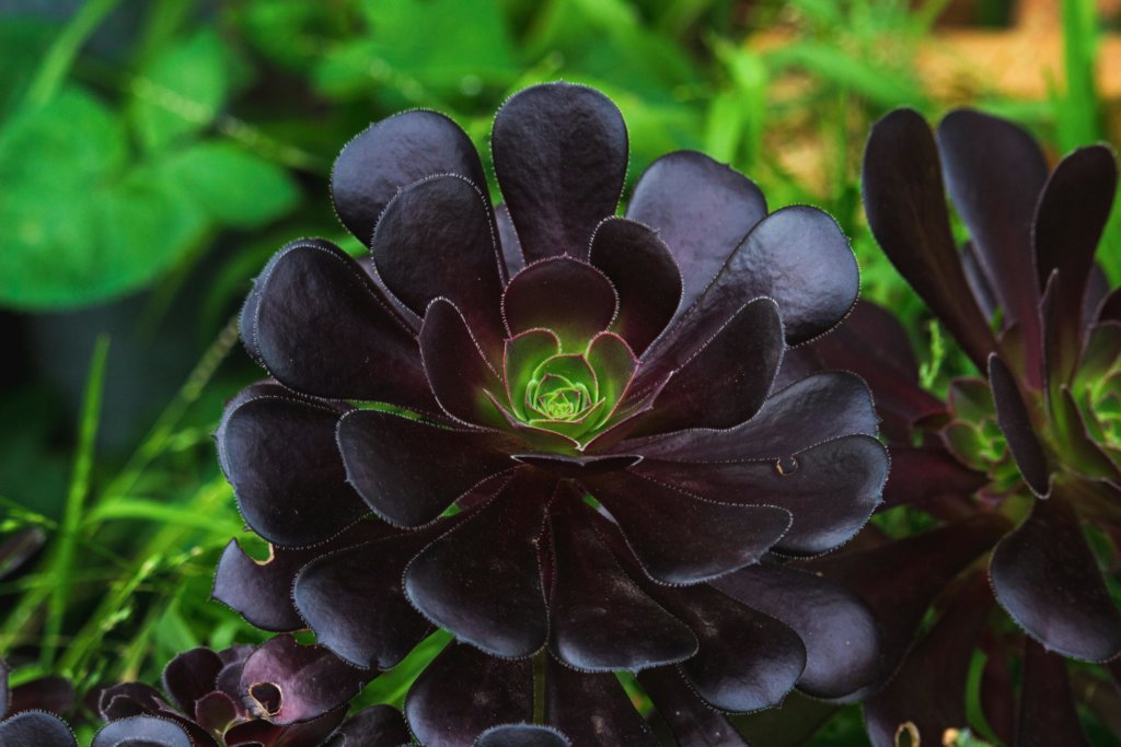Aeonium Zwartkop (Black Rose)