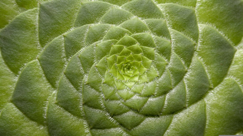 Aeonium tabuliforme