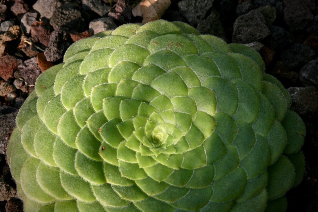 Aeonium tabuliforme with spiral pattern