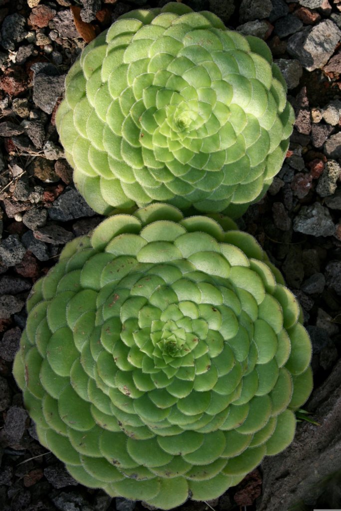 Aeonium tabuliforme succulents