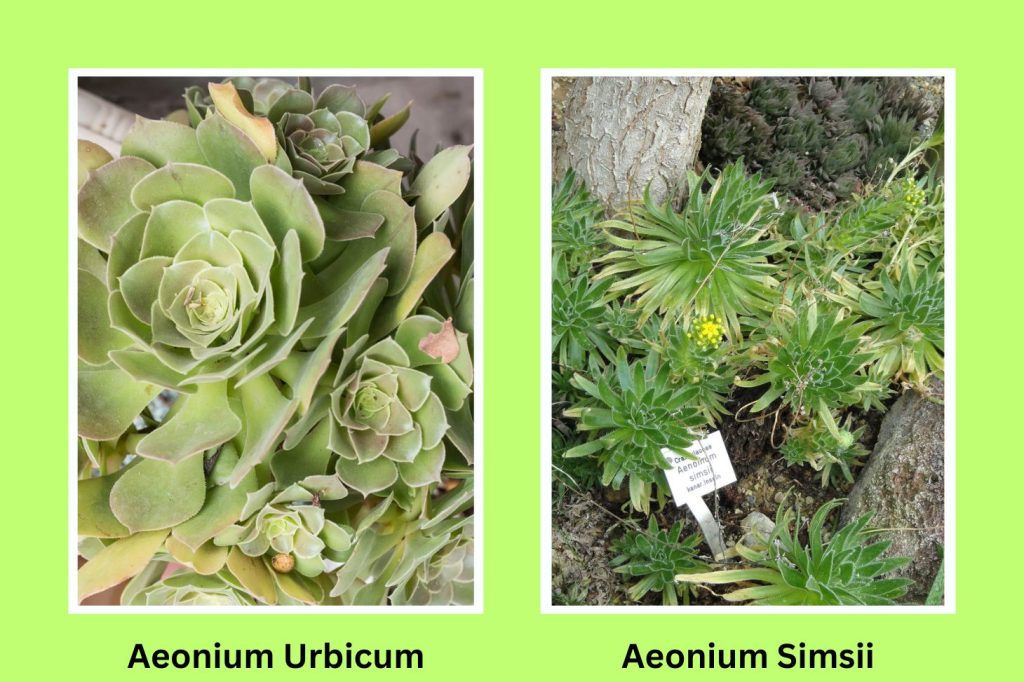 Aeonium urbicum and Aeonium simsii