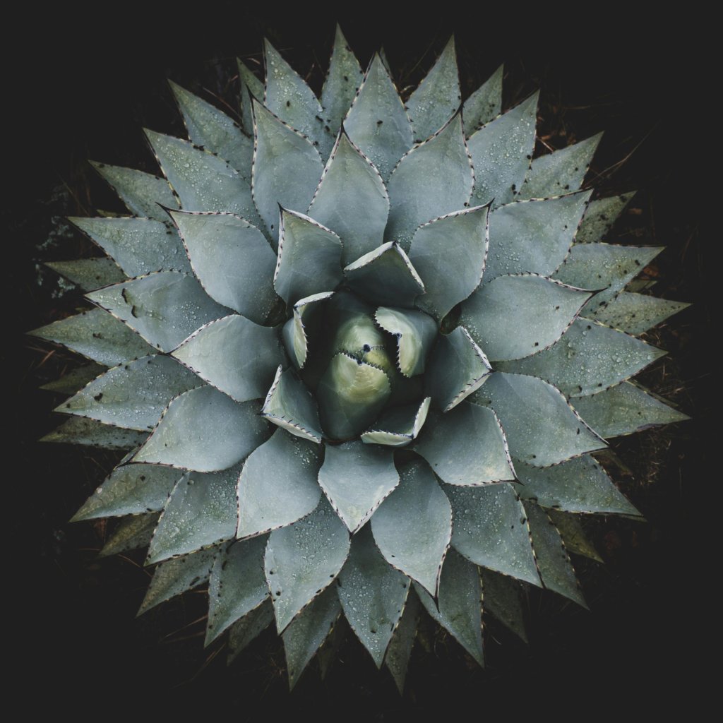 Agave ovatifolia