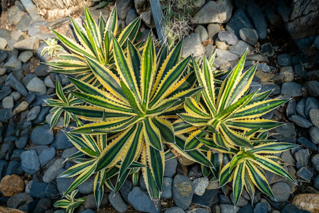 Agave Quadricolor