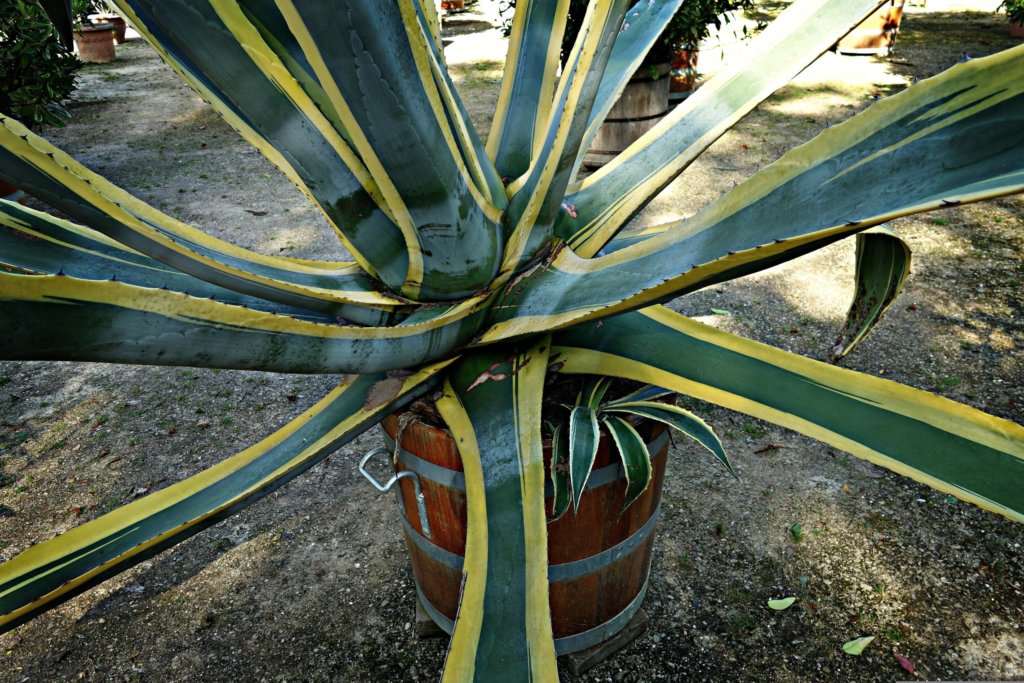 Agave americana 'Variegata'