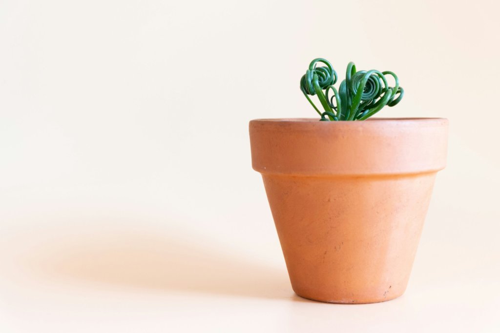 Albuca spiralis (frizzle sizzle)