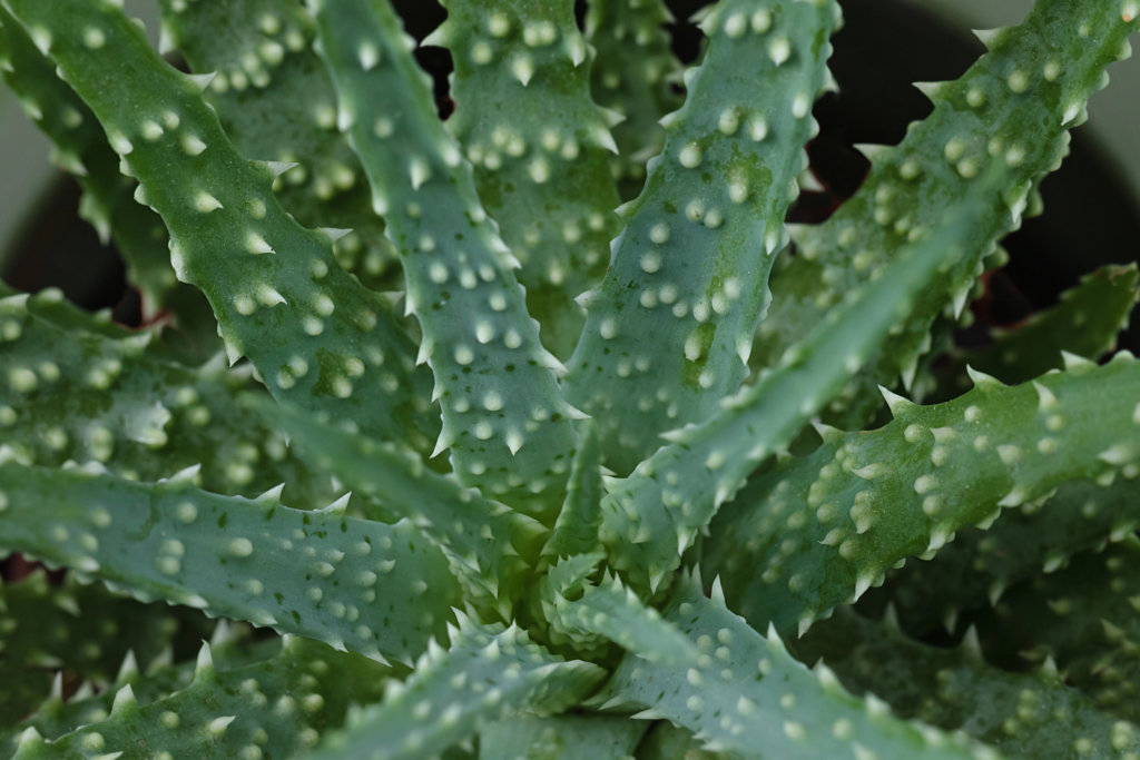 Aloe Humilis