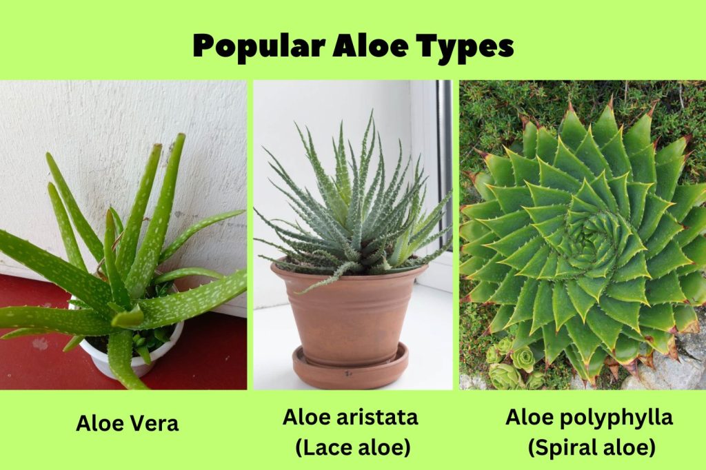 Popular Aloe Types