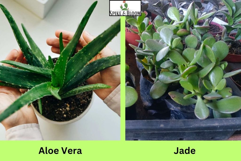 Aloe Vera and Jade Plant