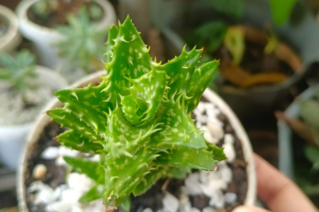 Aloe Juvenna