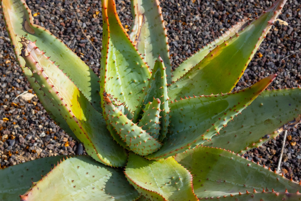 Aloe marlothii