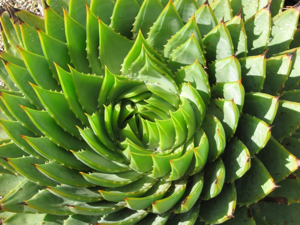 Aloe polyphylla (Spiral Aloe)