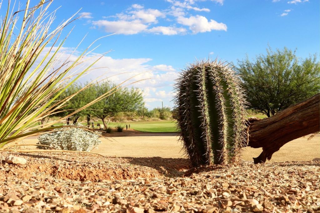 Arizona Desert