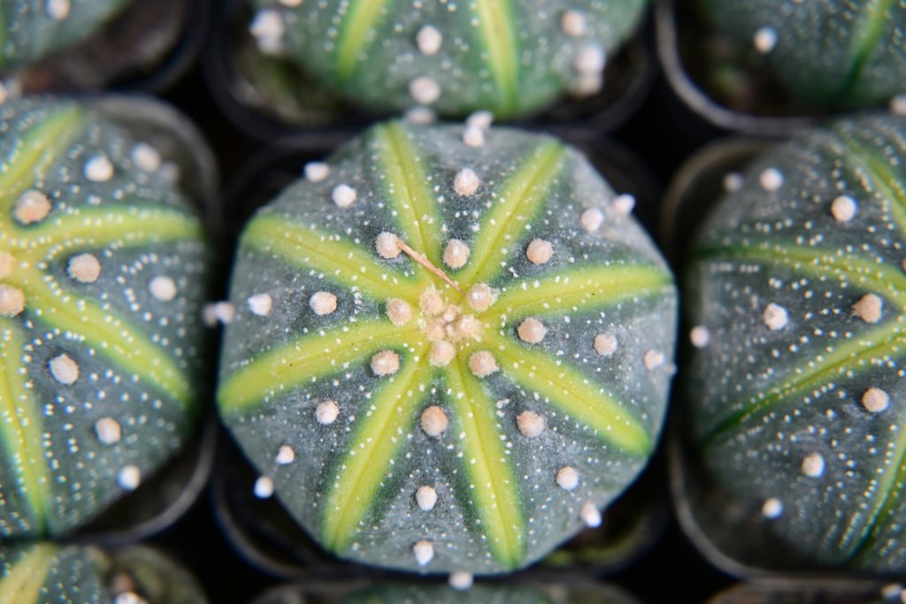 Astrophytum asterias, The Star Cactus