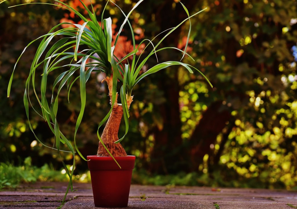 Beaucarnea (Ponytail Palm)