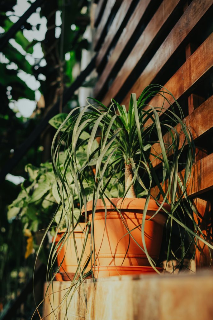 Beaucarnea (Ponytail Palm) Polycarpic succulent