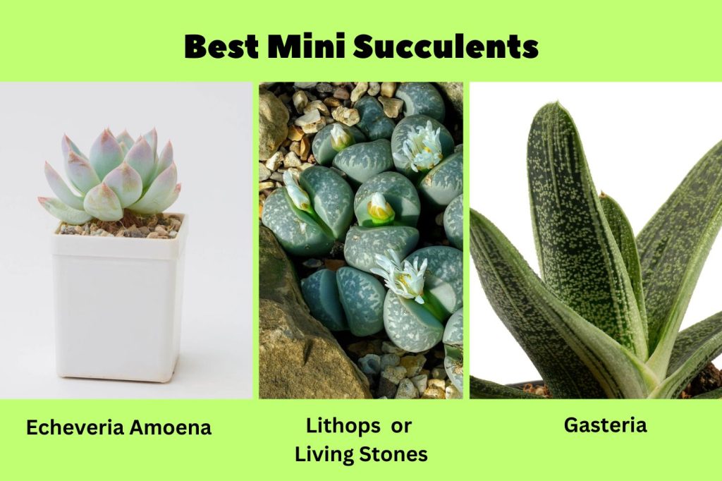 Best Mini Succulents