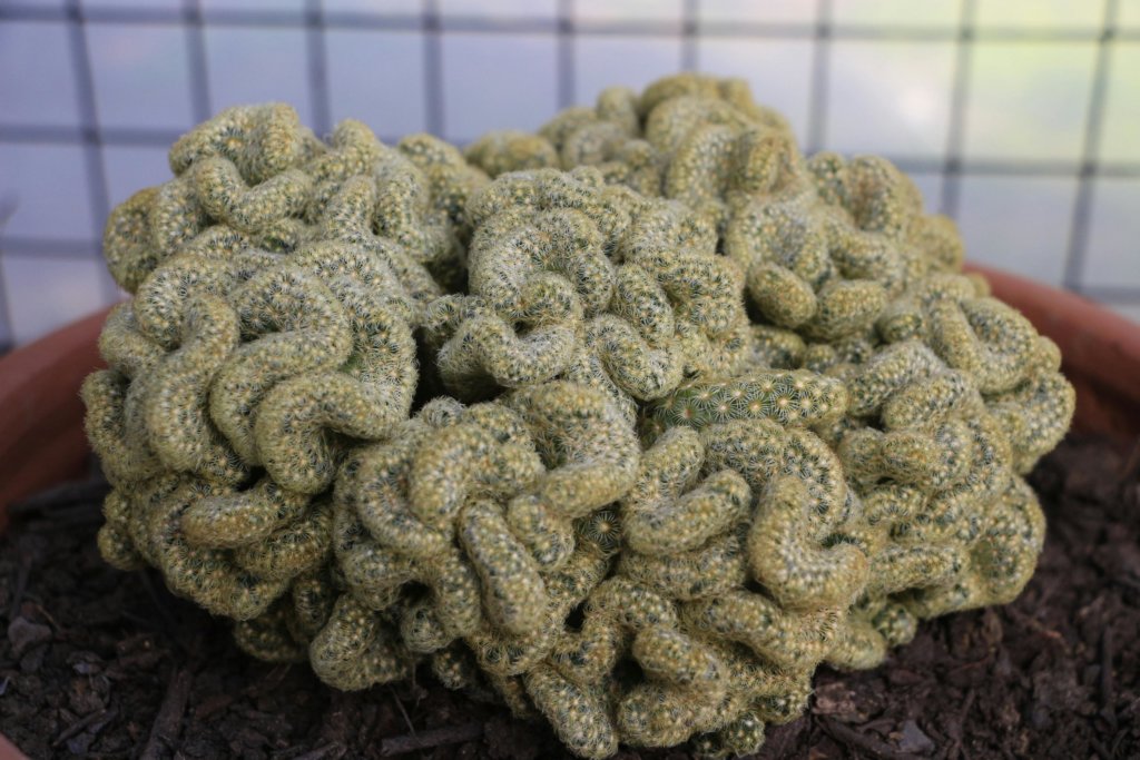 Brain cactus (Mammillaria elongata cristata)