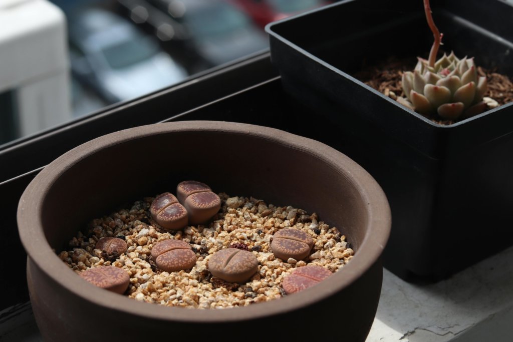 Brown Lithops (Living Stone) in a pot