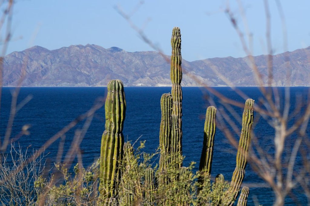 Cactus in Coastal Area