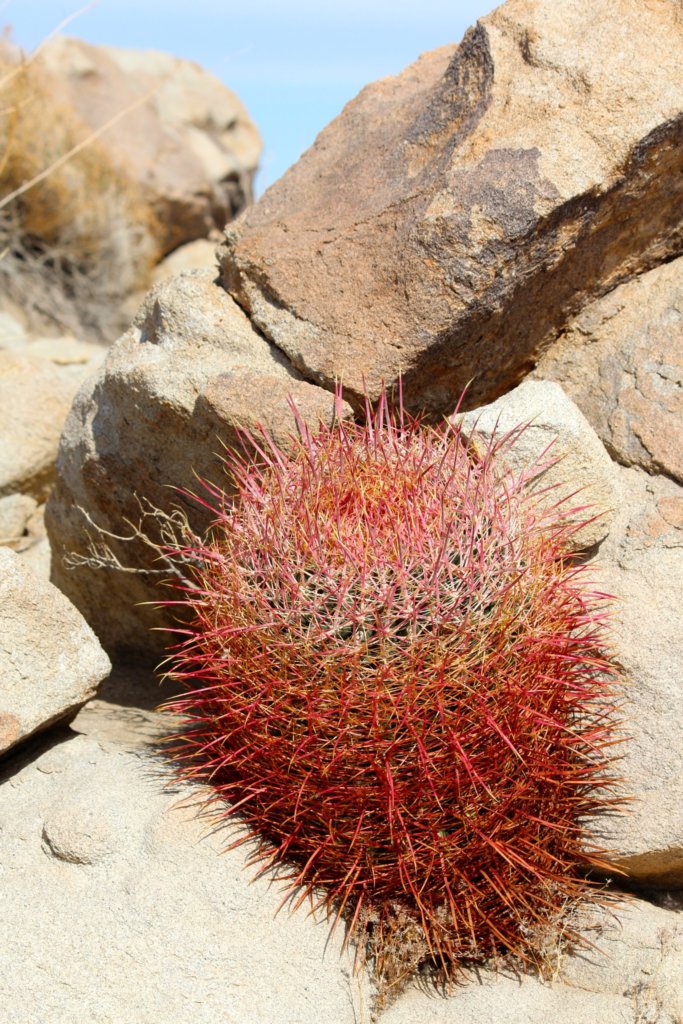 California Barrel Cactus