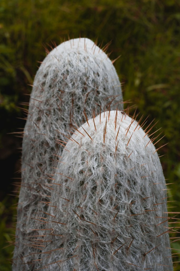 Cephalocereus senilis or old man cactus