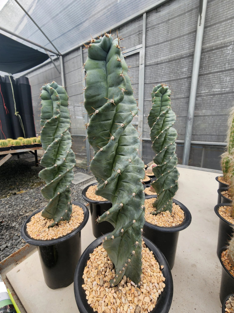 Cereus Forbesii Spiralis with spiral pattern