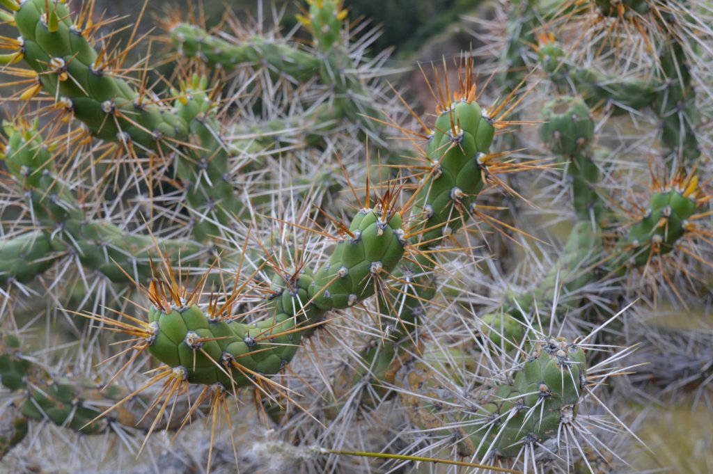 Christmas Cholla (Cylindropuntia leptocaulis) with awl-shaped spines