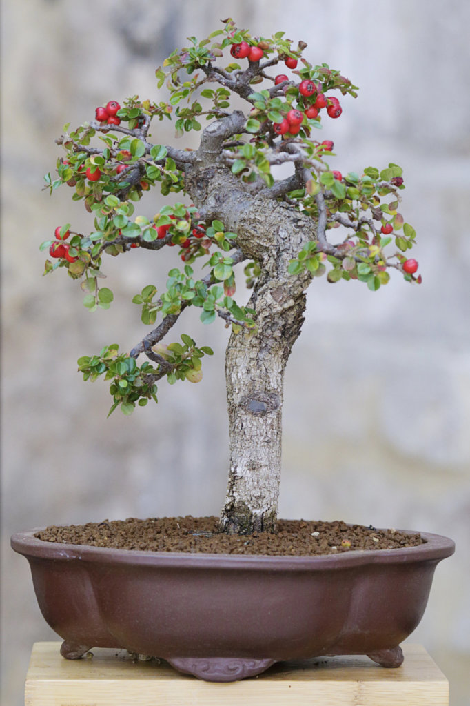 Cotoneaster bonsai tree