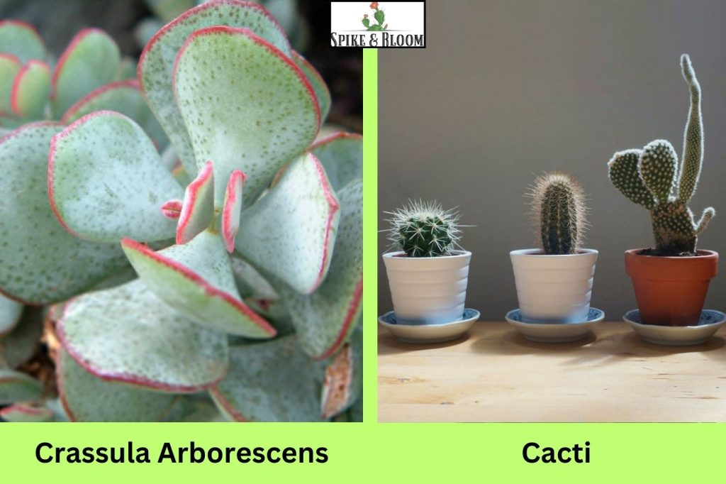 Crassula Arborescens and Cacti