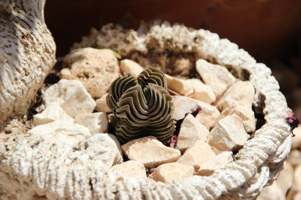 Crassula 'Buddha’s Temple'