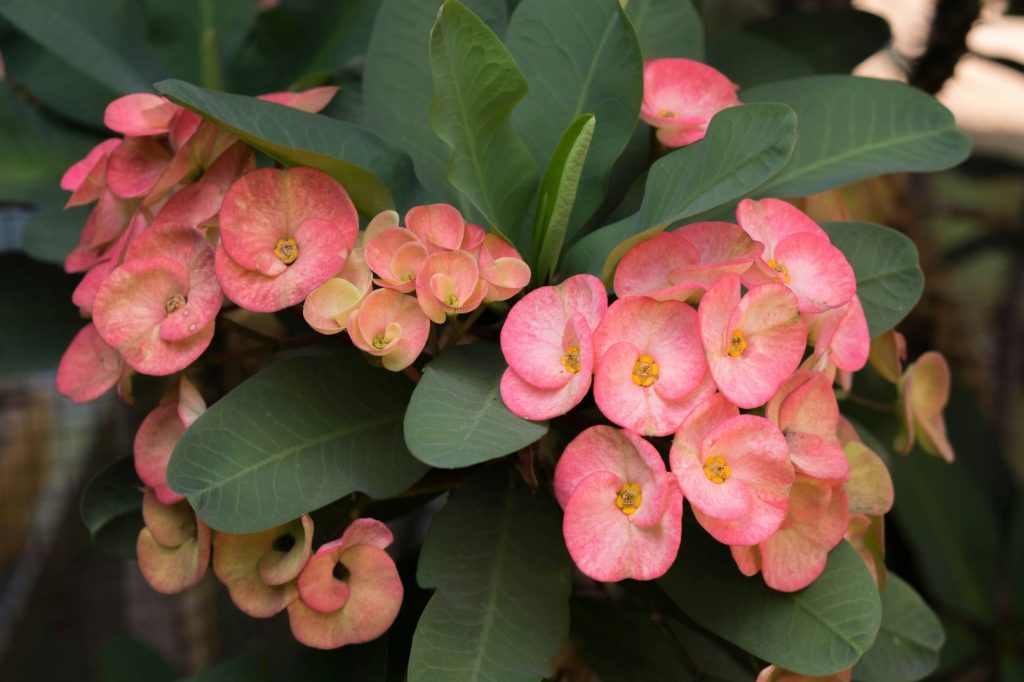 Crown of Thorns or Euphorbia milii with pink flowers