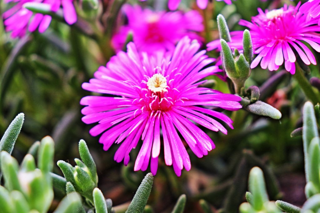 Delosperma Ice Plant with flowers