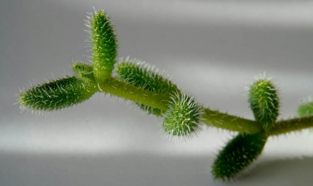 Delosperma echinatum