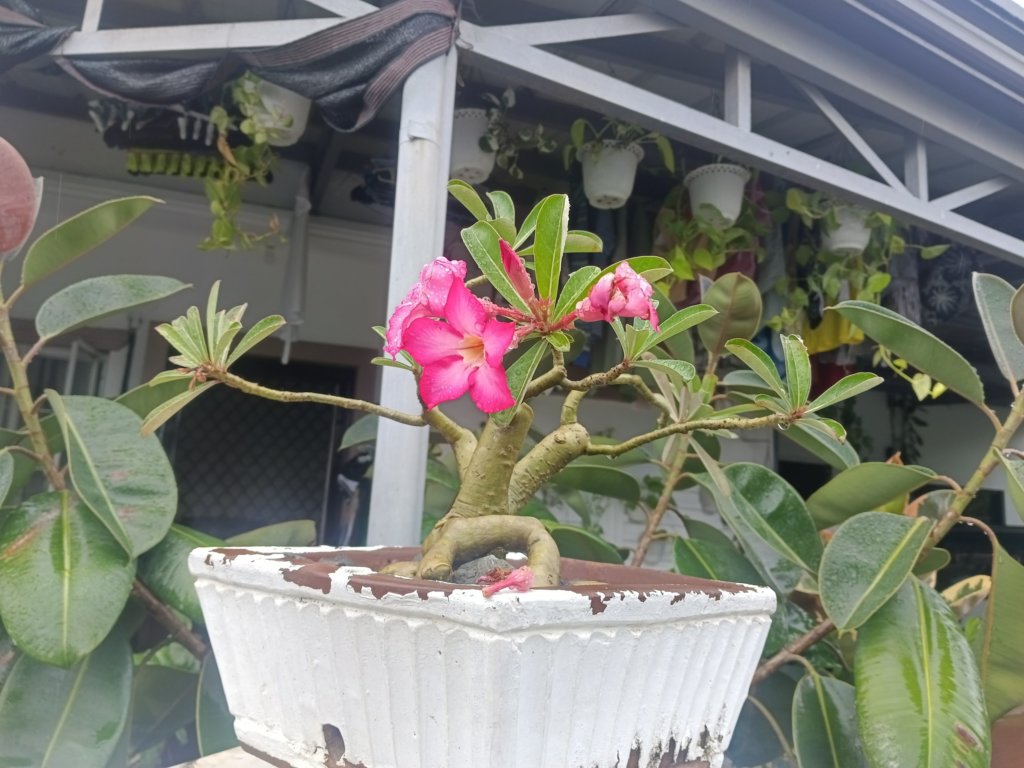 Desert Rose (Adenium)