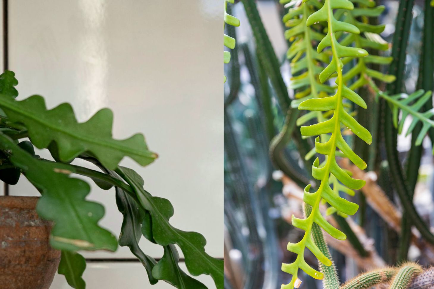 Disocactus anguliger vs. Selenicereus anthonyanus