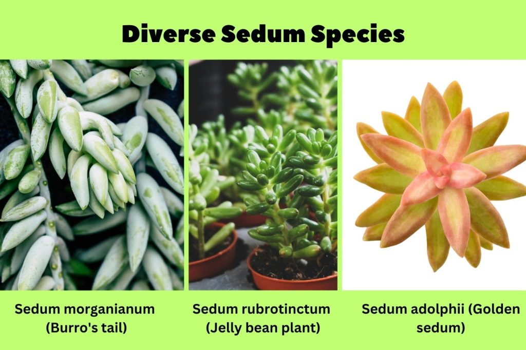 Diverse Sedum Species