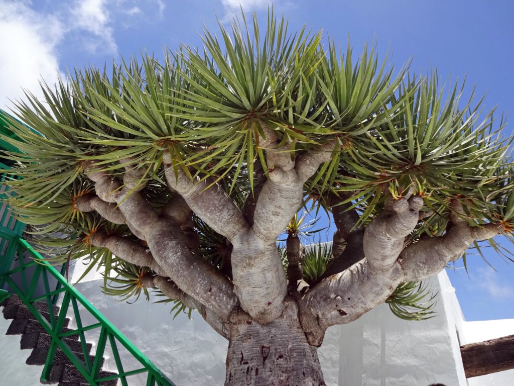 Dragon Tree (Dracaena)