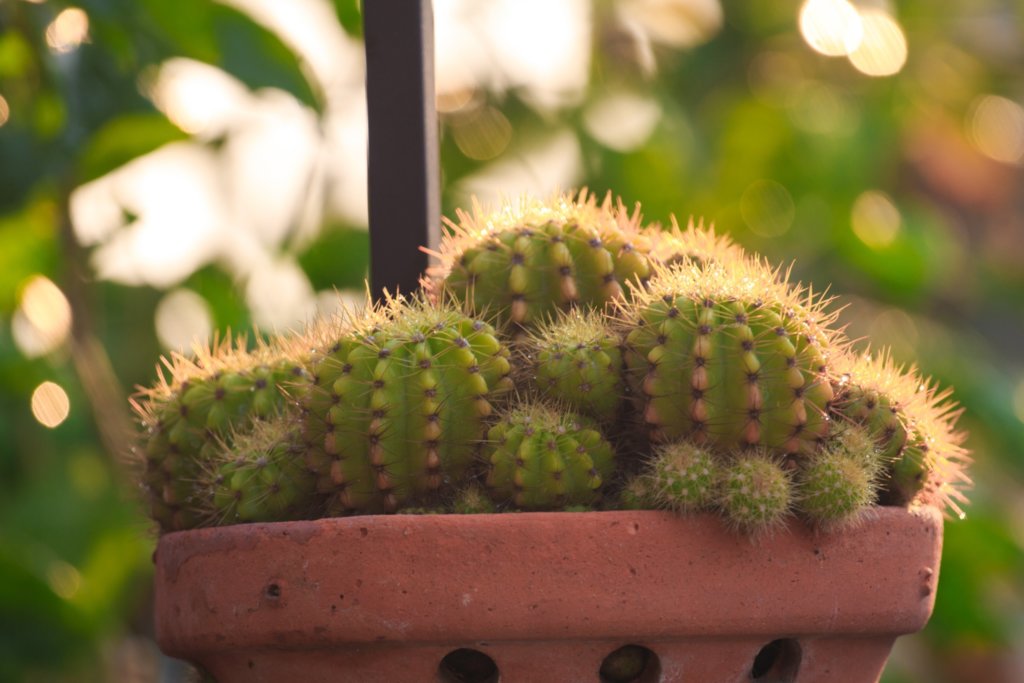 Easter Lily Cactus (Echinopsis Oxygona) with pups in pot