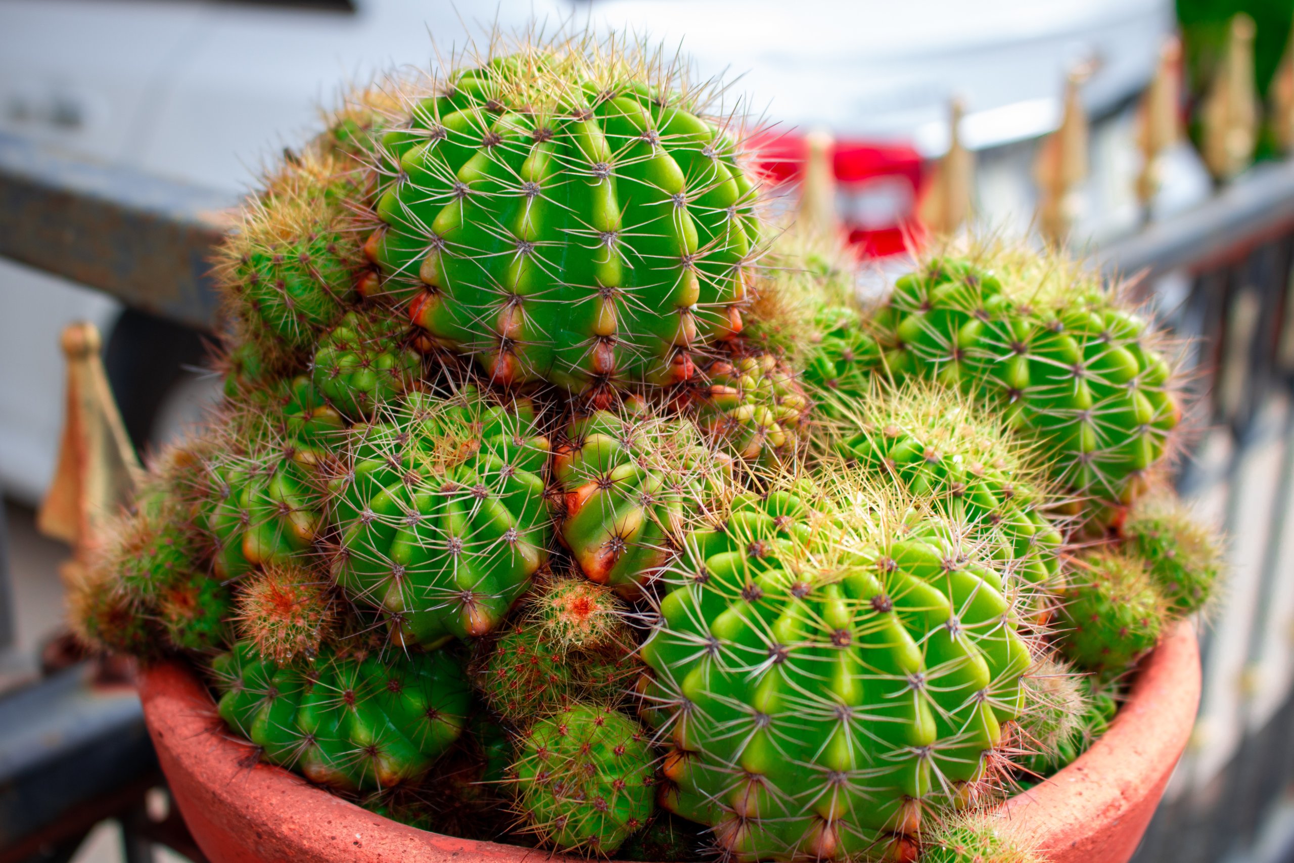 Easter Lily Cactus (Echinopsis Oxygona) with pups