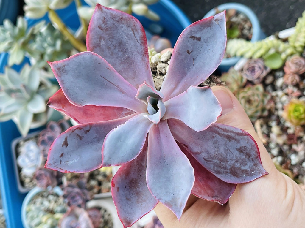 Echeveria Afterglow