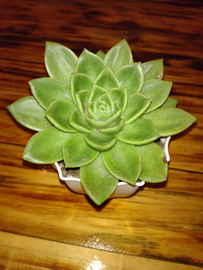 Echeveria Agavoides