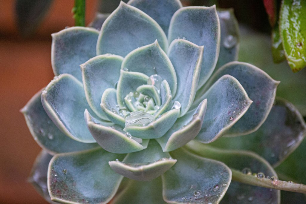 Echeveria Blue Prince