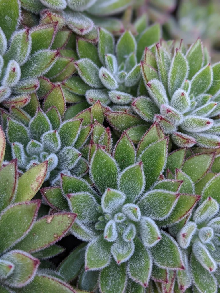Echeveria Doris Taylor (Wolly Rose)