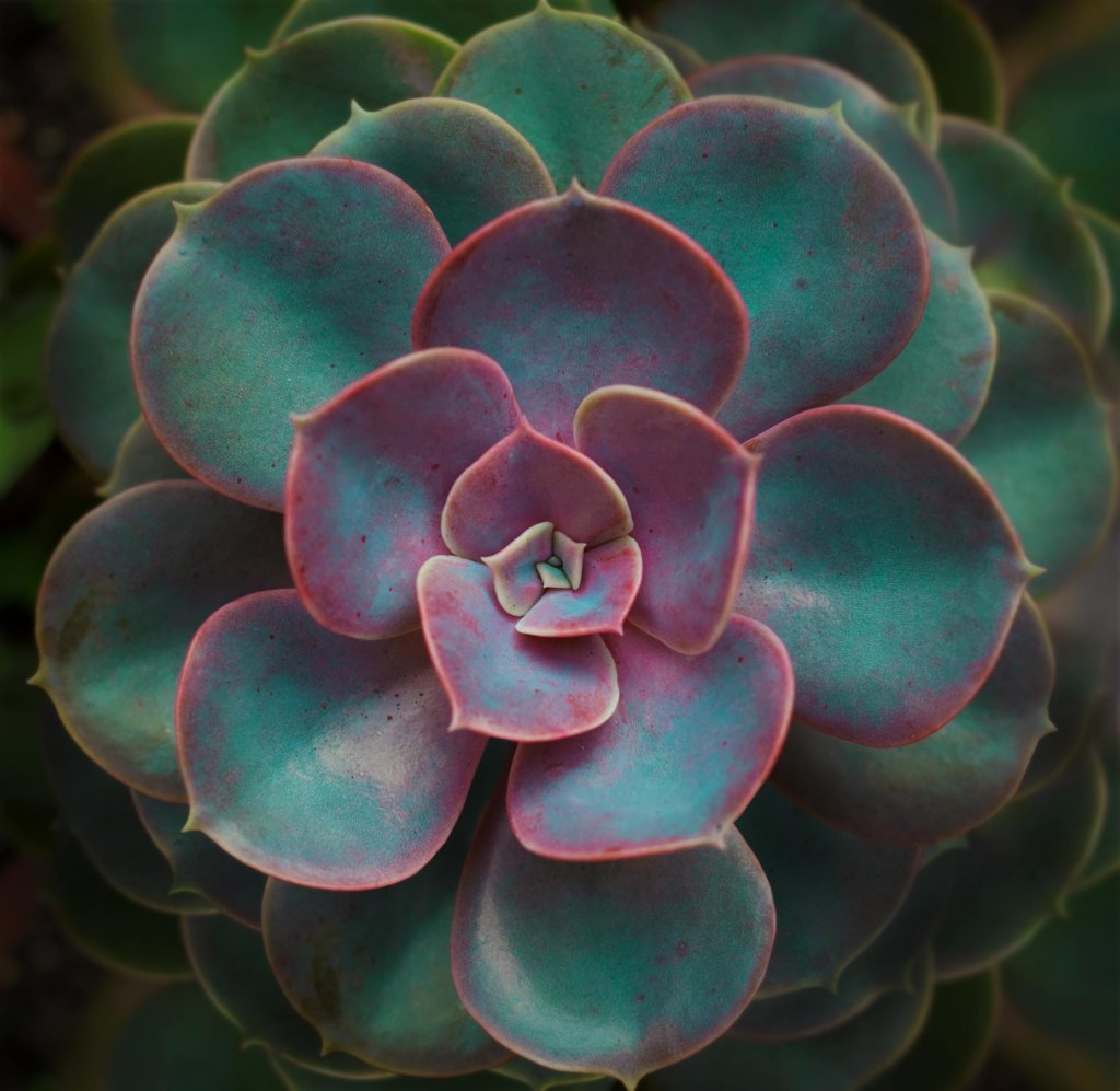 Echeveria Dusty Rose