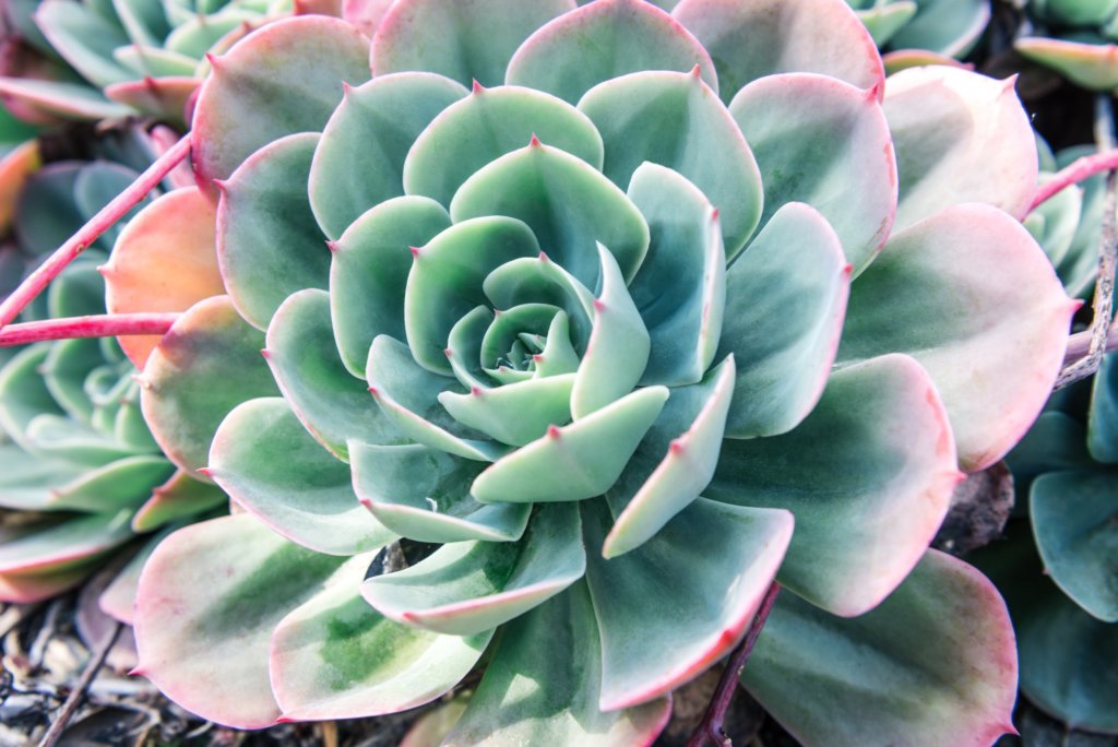 Variegated Echeveria Elegans