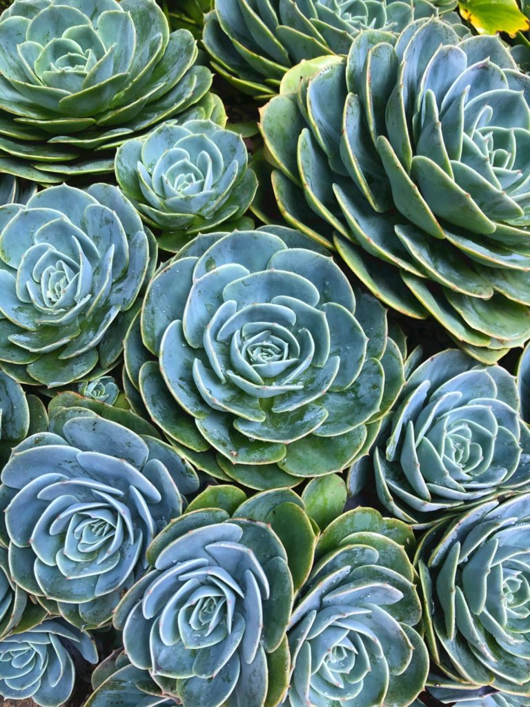 Echeveria Glauca