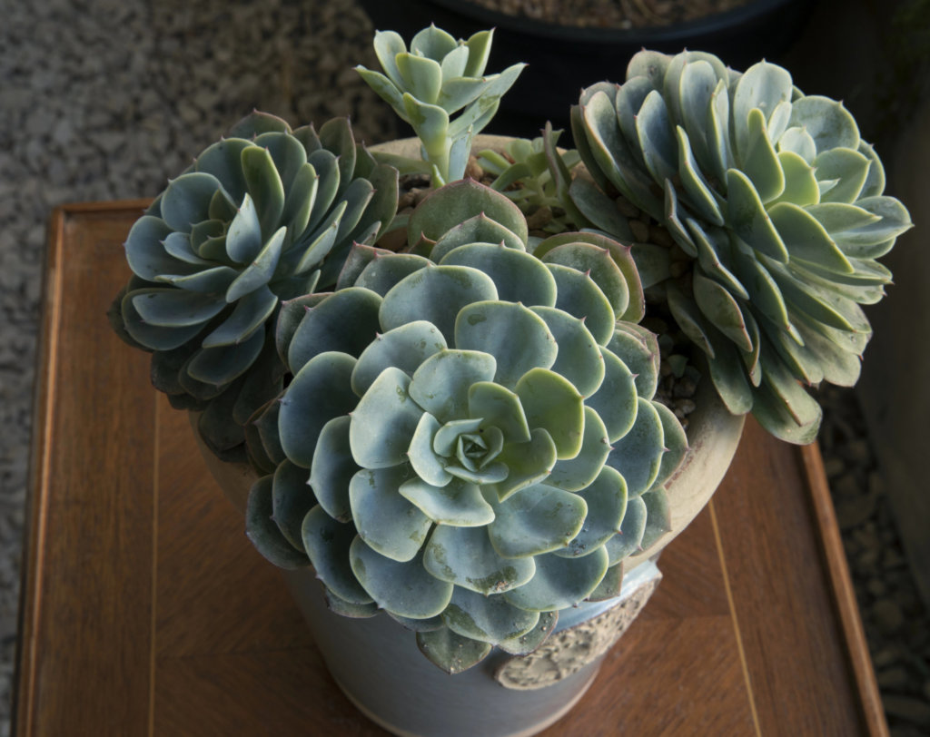 Echeveria Imbricata (Blue Rose)